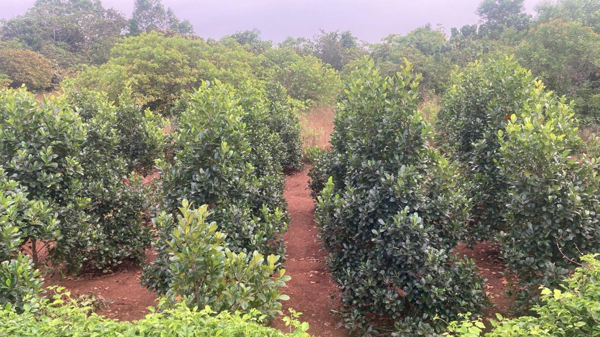 فيلا Mo'S Agro Pāppinisseri المظهر الخارجي الصورة